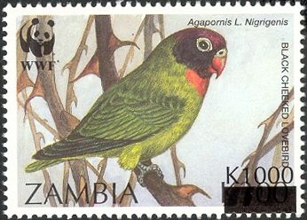 Black-cheeked Lovebird (Agapornis personata nigrigenis)