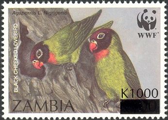 Black-cheeked Lovebird (Agapornis personata nigrigenis)