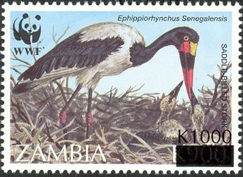 Saddle-billed Stork (Ephippiorhynchus senegalensis)