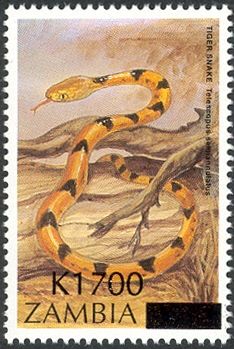 Common Tiger Snake (Telescopus semiannulatus)