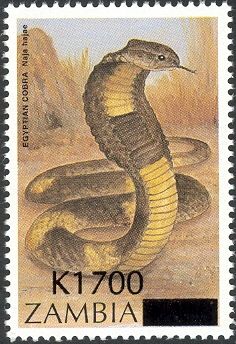 Egyptian Cobra (Naja hajae)