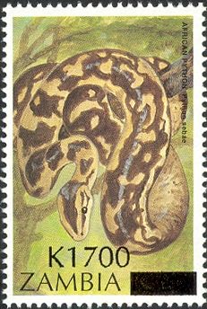 African Rock Python (Python sebae)