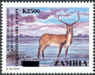 Kafue Flats Lechwe (Kobus leche kafuensis)