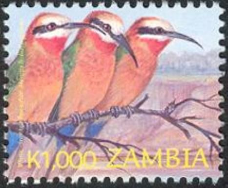 White-fronted Bee-eater (Merops bullockoides)
