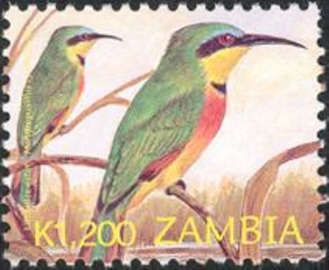Little Bee-eater (Merops pusillus ssp. cyanostictus)