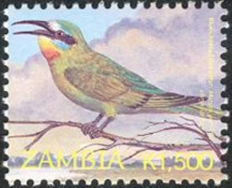 Blue-cheeked Bee-eater (Merops persicus)