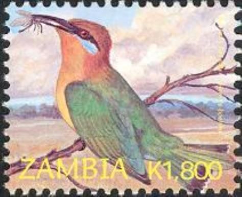 Böhm's Bee-eater (Merops boehmi)