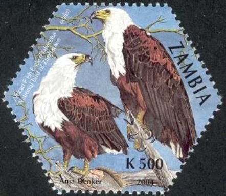 African Fish-Eagle (Haliaeetus vocifer)