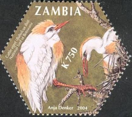 Cattle Egret (Bubulcus ibis)