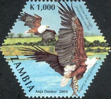 African Fish-Eagle (Haliaeetus vocifer)