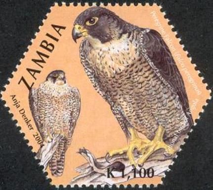 Peregrine Falcon (Falco peregrinus)
