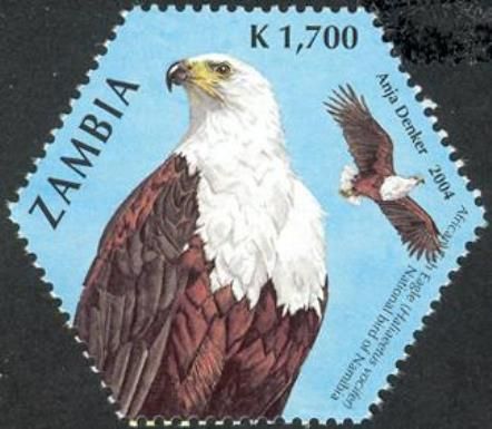 African Fish-Eagle (Haliaeetus vocifer)