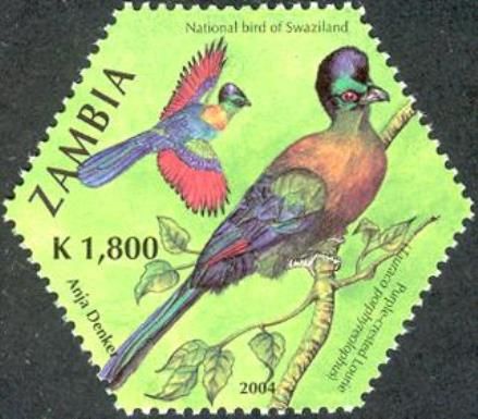 Purple-crested Turaco (Tauraco porphyreolophus)