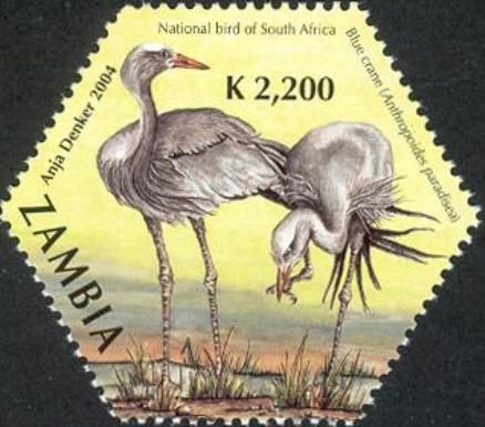 Blue Crane (Anthropoides paradiseus)