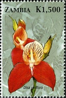 Disa uniflora