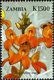 Disa uniflora orange