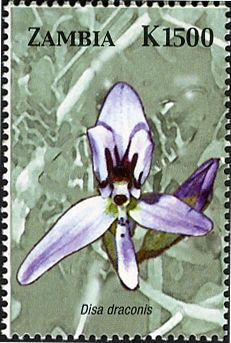 Disa draconis