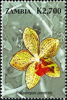 Phalaenopsis penetrate