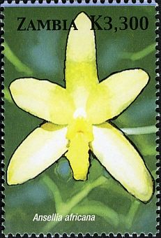 Ansellia africana