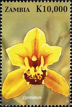 Cymbidium