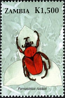 Flower Beetle (Fornasinius russus)