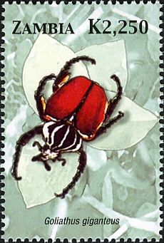 Goliat Beetle (Goliathus giganteus)