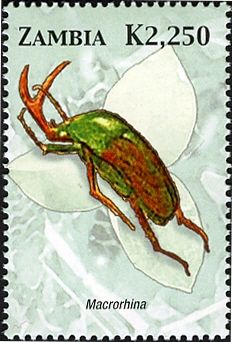 Scarab Beetle (Macrorhina macrorhina)