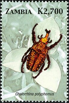 Giant African Fruit Beetle (Chelorrhina polyphemus)