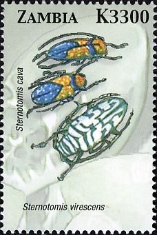 Jewel Beetle (Sternotomis virescens)
