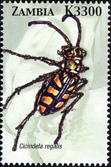 Tiger Beetle (Cicindela regalis)