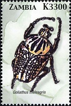 Goliath Beetle (Goliathus meleagris)