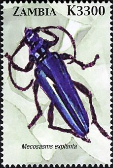 Longhorn Beetle (Mecosaspis explanta)