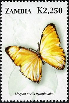 Morpho Butterfly (Morpho portis)