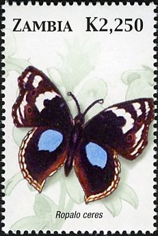 Ropalo ceres