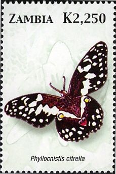 Citrus Leafminer (Phyllocnistis citrella)