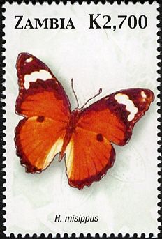 Danaid Eggfly (Hypolimnas misippus)