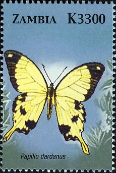 African Swallowtail (Papilio dardanus)