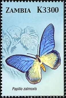Giant Blue Swallowtail (Papilio zalmoxis)
