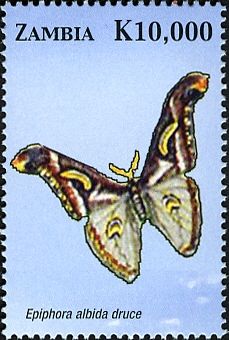 Moth (Epiphora albida druce)