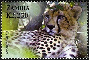 Cheetah (Acinonyx jubatus)