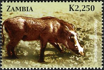 Desert Warthog (Phacochoerus aethiopicus)