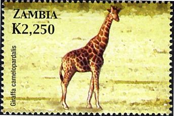 Giraffe (Giraffa camelopardalis)