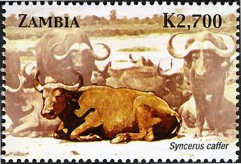 African Buffalo (Syncerus caffer)