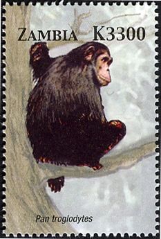 Chimpanzee (Pan troglodytes)