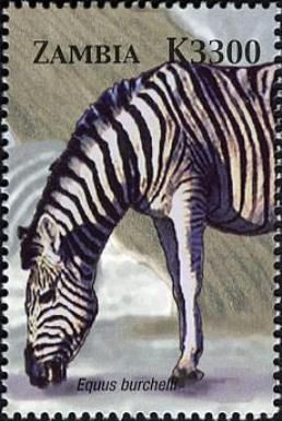 Plains Zebra (Equus burchelli)