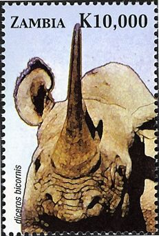 Black Rhinoceros (Diceros bicornis)