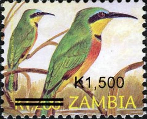 Little Bee-eater (Merops pusillus)