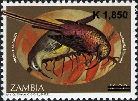 Bronze Sunbird (Nectarinia kilimensis) Surcharged