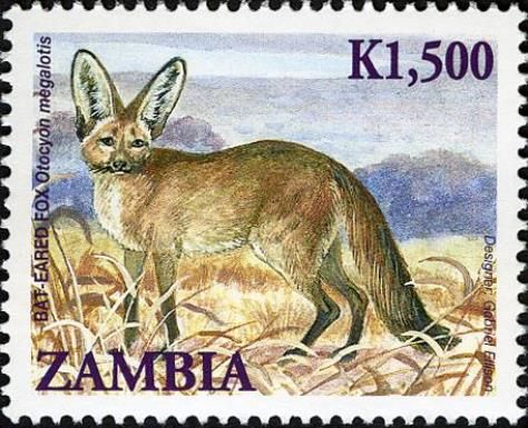 Bat-eared Fox (Otocyon megalotis)