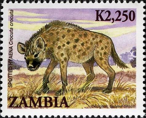 Spotted Hyena (Crocuta crocuta)